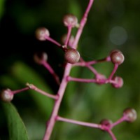 Ardisia rothii A.DC.